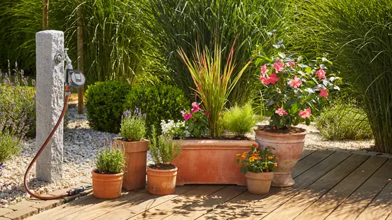 potted plants