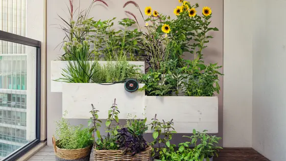 potted plants